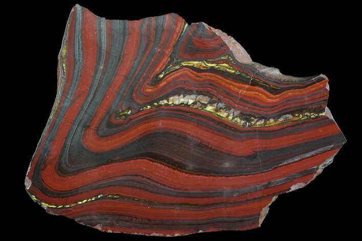 Polished Tiger Iron Stromatolite - ( Billion Years) #92978